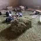 أرنب لبيع