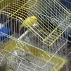 كناري سوري
