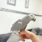 ببغاء كاسكو مليان كلام وأليف ولعوب وهدد