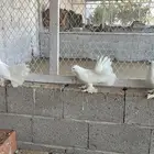 حمام