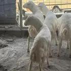 غنم رفيدي 2رخال 5طليان مقفله شحم ذبايح على مستوى.