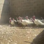 دجاج رومي العدد 25