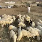 طليان ورخال حرية