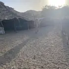 قعدان مناسبات فيه بكرتين