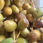 تمر سكري