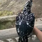 للبيع دجاجه سندي فاخره