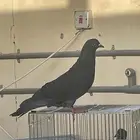 حمام زاجل