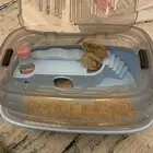 هامستر روسي