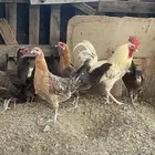 دجاج فيومي ذهبي