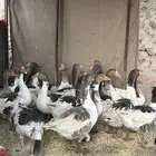 وز بلدي منتج