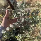 شتلات سدر جبلي