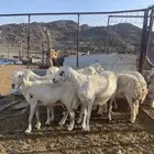 ضان حبص