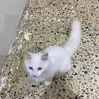 قطط للتبني