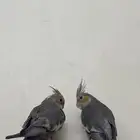 فروخ ببغاء كوكتيل كروان
