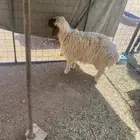 خروف نعيمي على حد الغلاق العمر من4ونص لين 6
