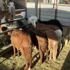 طليان سوكاني ذبايح طيبه