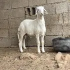 مشروع فحل حري فاخر توم