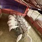 بهم تربية رخال وخرفان