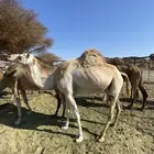 ناقة لقحة