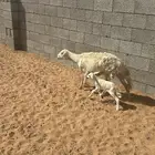 حريه متبع بخروف