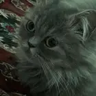 قطه لتبني