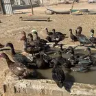 الحق على الطيب