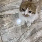 العمر 5 شهور أنثى