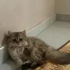 قطة بريتش لونق هير