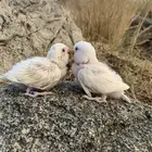 فرخين روز البينو