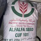 بذور البرسيم