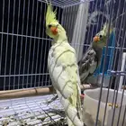 كروان للبيع العدد 2