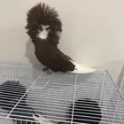 جاكوبين للبيع