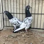 حمام باكستاني