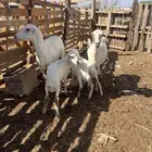 ضان مناتيج التبع 3 الضان يتبعها رخل و2 فران