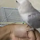 فرخ روز (تم البيع)