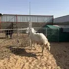 فحل حري ثني مشروط
