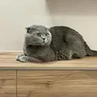 قطه ذكر سكوتش فولد بيور