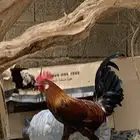 دجاج بلدي اصيل