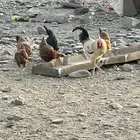 دجاج