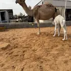 خلفه مصغر شعلا