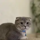 first class cats - قطط درجة أولى