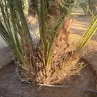 قلايع نخل شكل