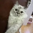 تبني