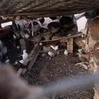 حمام عادي