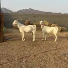 عنز بيشية برص