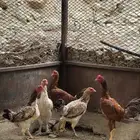 للبيع دجاج مهجن