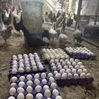بيض بلدي الموقع الأحساء