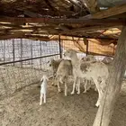 للبيع غنم مقاني