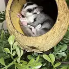 شوقر قلايدر - السنجاب الطائر SugarGlider