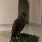 طير صقر جبليه